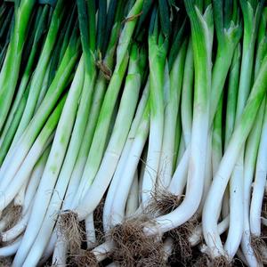 大葱