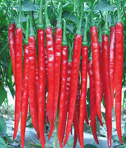 红椒