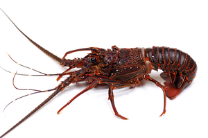 龍蝦　每只約1500g 　生鮮