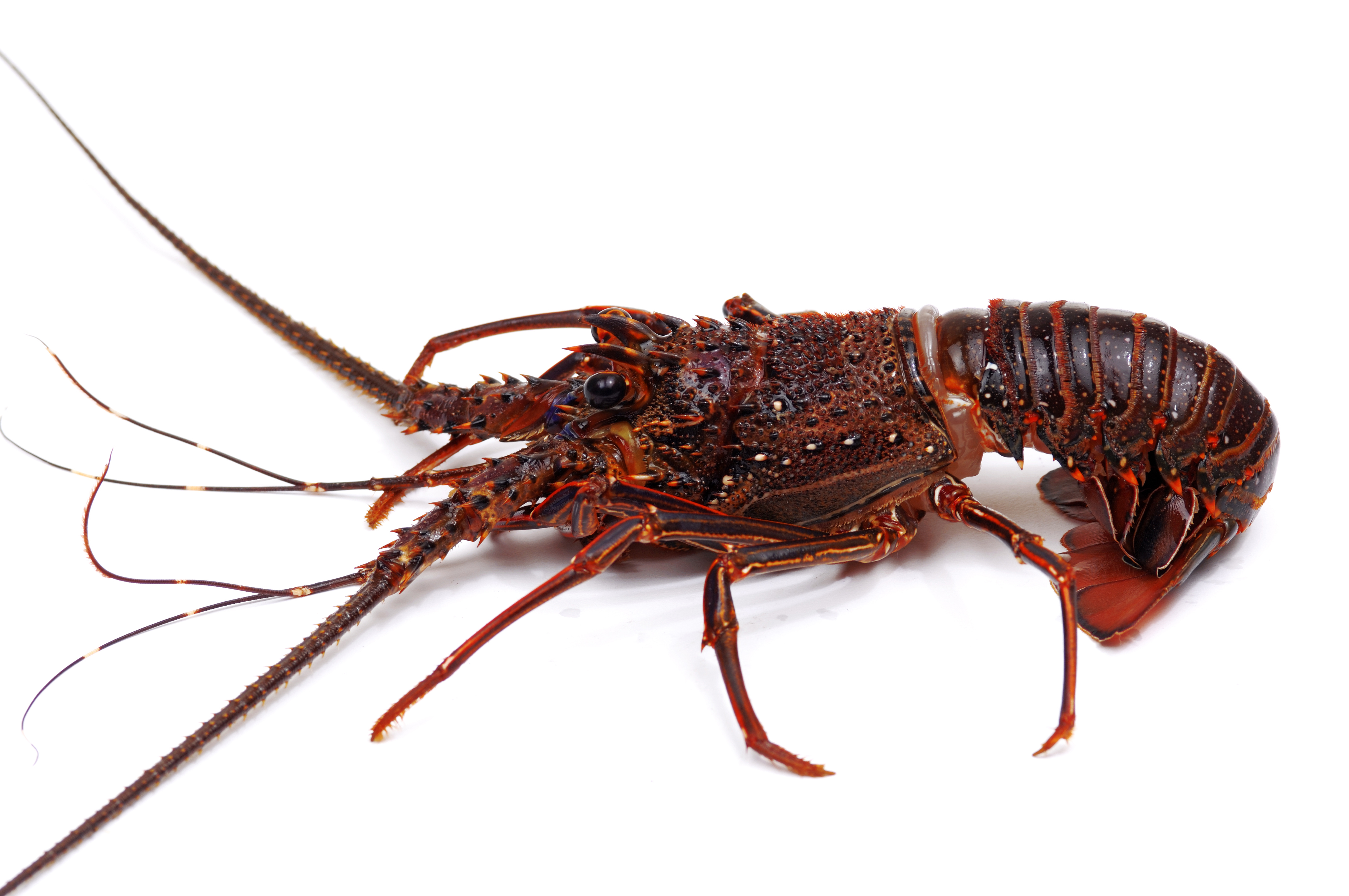 龙虾　每只约1500g 　生鲜