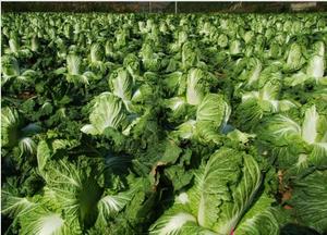 包菜　500g　生鲜