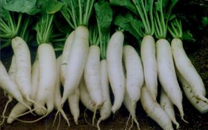 白萝卜