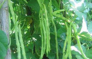 四季豆
