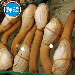 象牙蚌 &nbsp;每只约1500g　生鲜