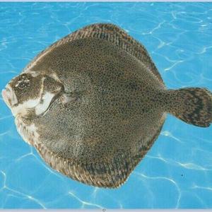 多寶魚　每條約1000g　生鮮